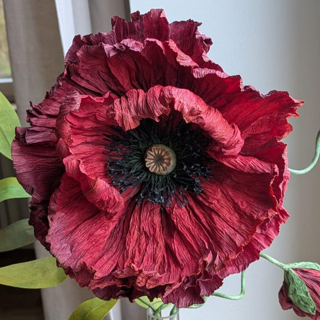 Mohnblume rot