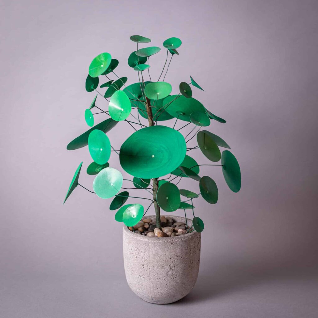 Pilea