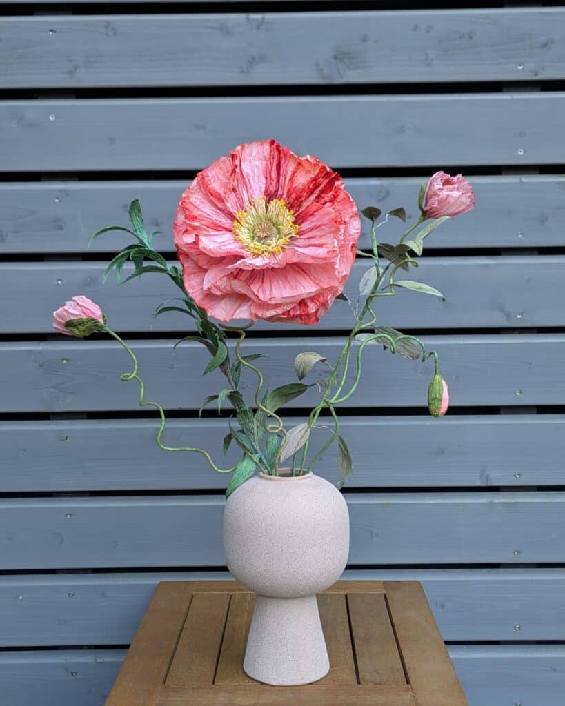 Mohnblume rosa