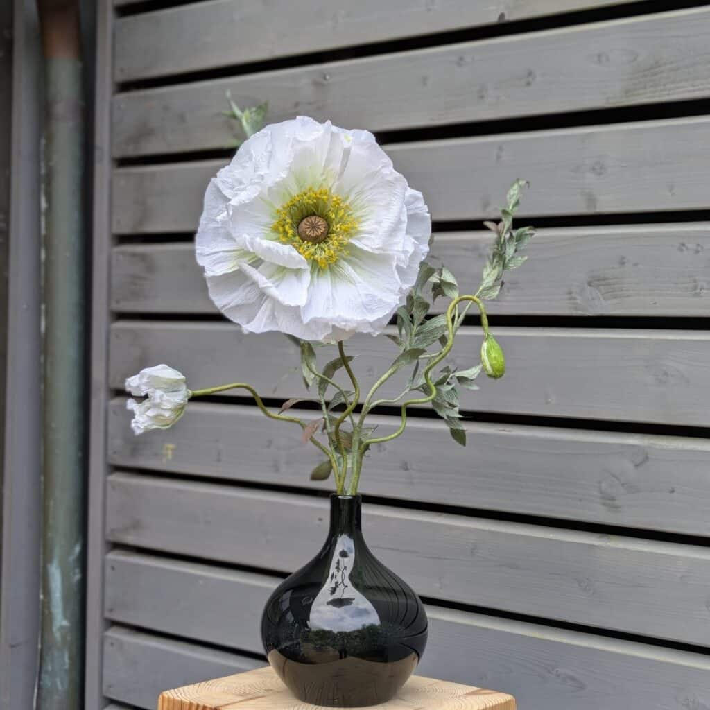 Mohnblume weiss