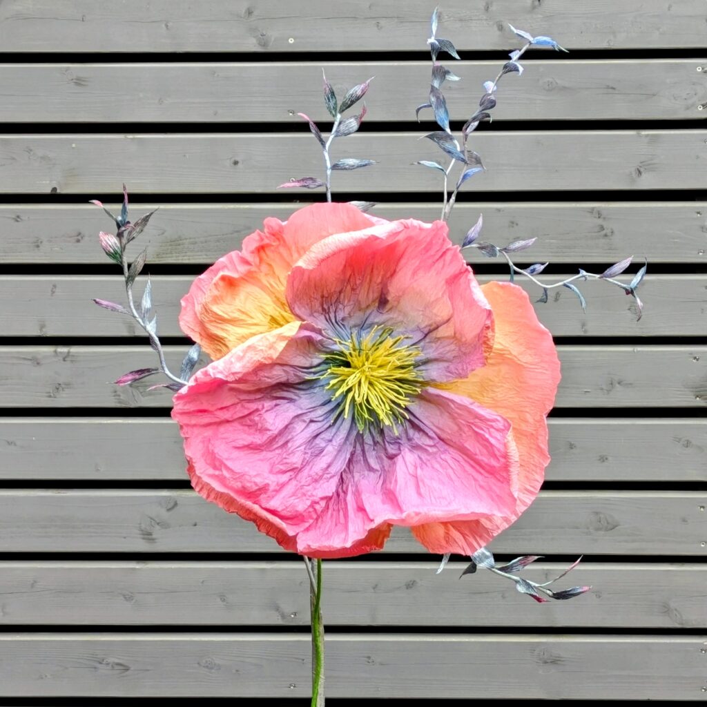 Papina_Einhornblume